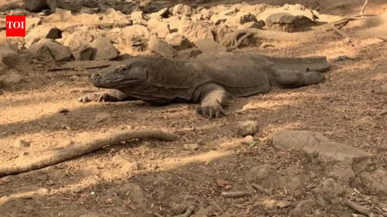 Indonesia Smuggling: Six Arrested for Smuggling Endangered Komodo Dragons in Indonesia | World News