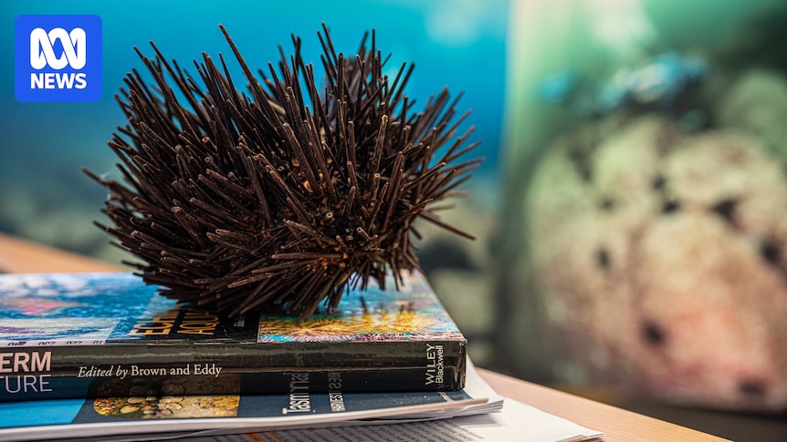 Invasive long-spined sea urchin found on Tasmania's west coast sparks fears for marine habitat