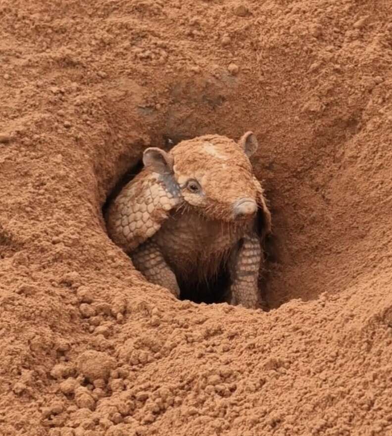 Armadillo peaks out of a hole in the ground.