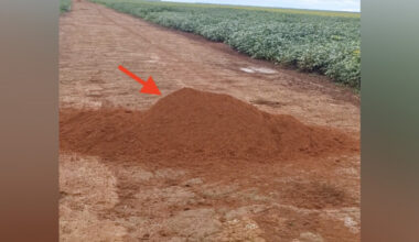 Farmer Spots A Large Dirt Mound — Then Meets The ‘Beautiful’ Animal Who Made It