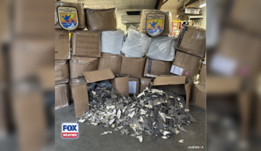 Photos: Officials seize over $1 million worth of illegal shark fins