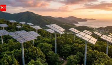 South Korea’s ‘solar trees’ are generating power without cutting down forests |