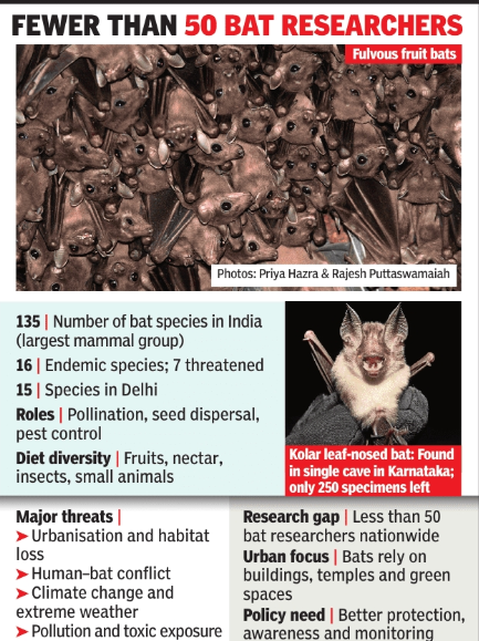India blind as bat to winged creatures’ existential threat