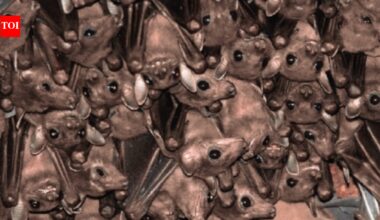 India blind as bat to winged creatures’ existential threat | Delhi News