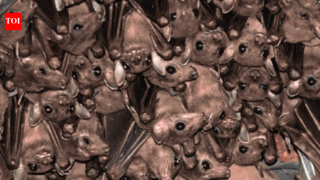 India blind as bat to winged creatures’ existential threat | Delhi News