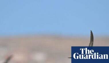 Network Rail must restore swift nesting sites | Birds