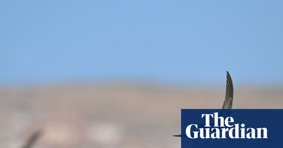 Network Rail must restore swift nesting sites | Birds