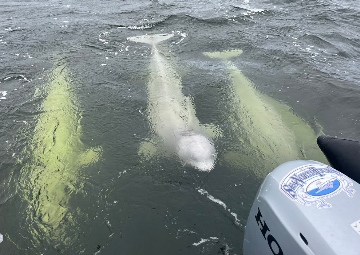 Beluga whales swim by a boat