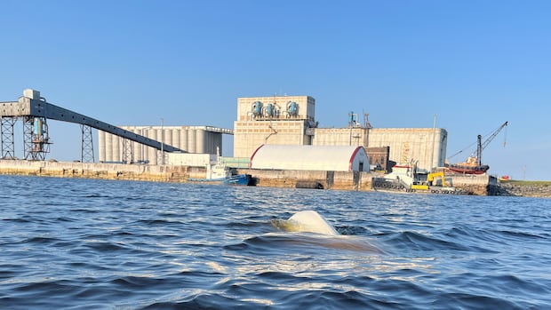 Researchers aim to map trade route through ice and enable year-round shipping from Churchill to Europe