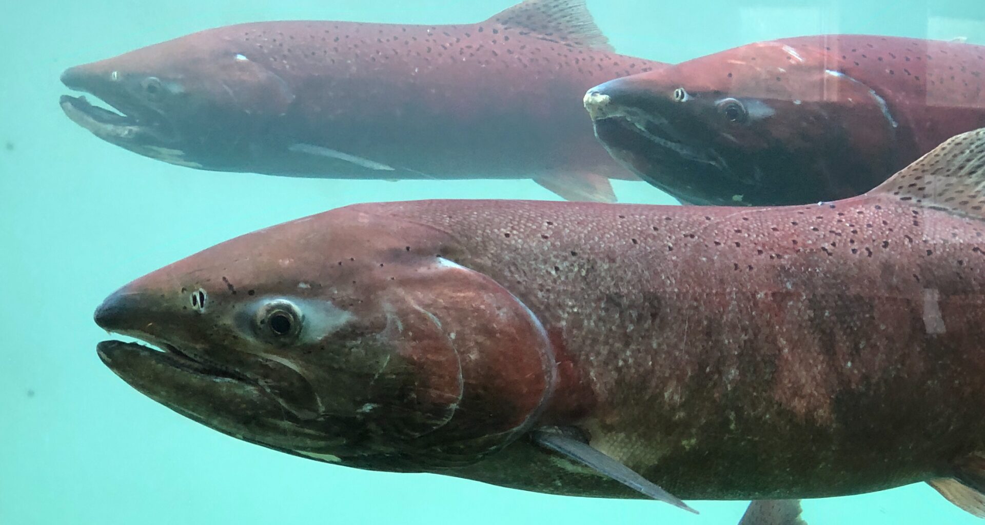 Guide based in Haida Gwaii fined $12,000 for falsifying documents, exceeding fishing limits