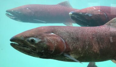 Guide based in Haida Gwaii fined $12,000 for falsifying documents, exceeding fishing limits