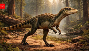 Meet Sonselasuchus: The two-legged crocodile relative from 215 million years ago that defies evolution rules |