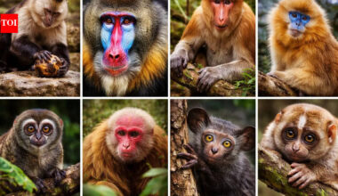 8 most unusual monkeys in the world: From capuchins to mandrills