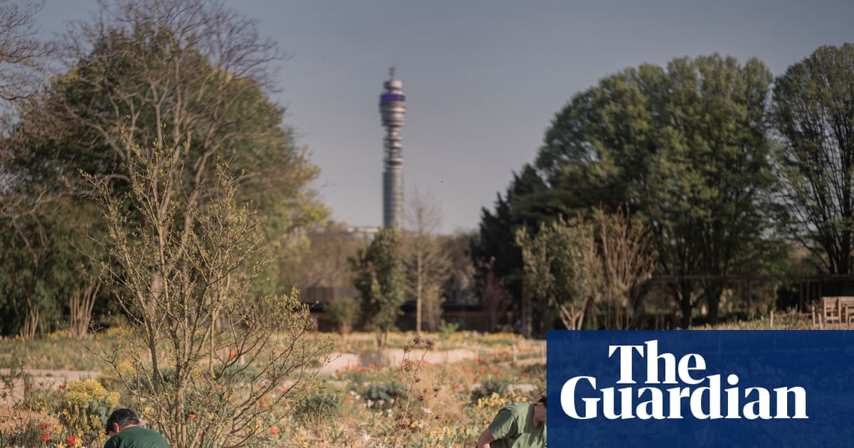 A prickle of hedgehogs and an armada of newts: wildlife settles in at London’s new Queen Elizabeth garden | Biodiversity