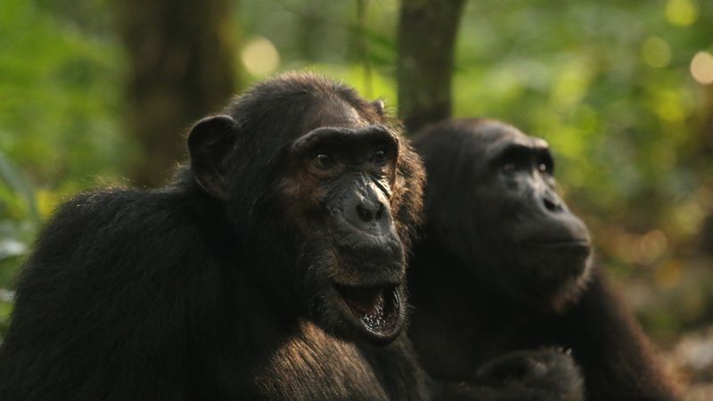 A rare chimpanzee ‘civil war’ is happening in Uganda