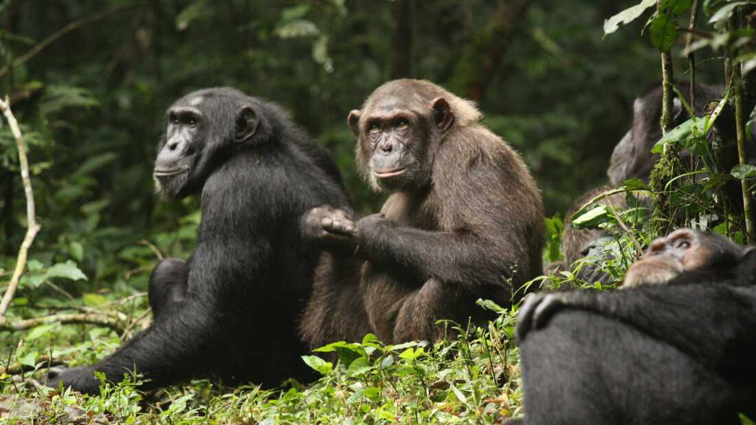 Lush green natural background with chimpanzees at the foreground of the image. One chimpanzee looks to the side, one looks at the camera, one is laying down looking up. 