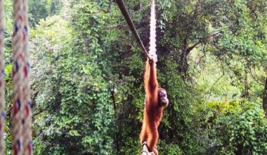 Camera shows Sumatra orangutan using a canopy bridge to cross a road for the firs time