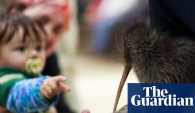 ‘Coming home’: kiwi enter parliament for first time as New Zealand marks conservation win | New Zealand