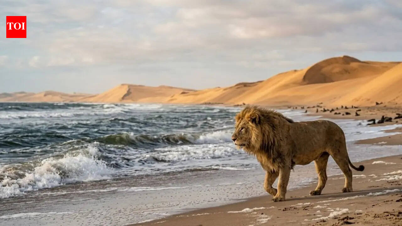 Why desert lions are moving to the Namibian coast and turning into marine hunters |