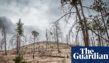 Logging, murder and money: can Mexico’s ancient forests be saved from the cartels? | Deforestation