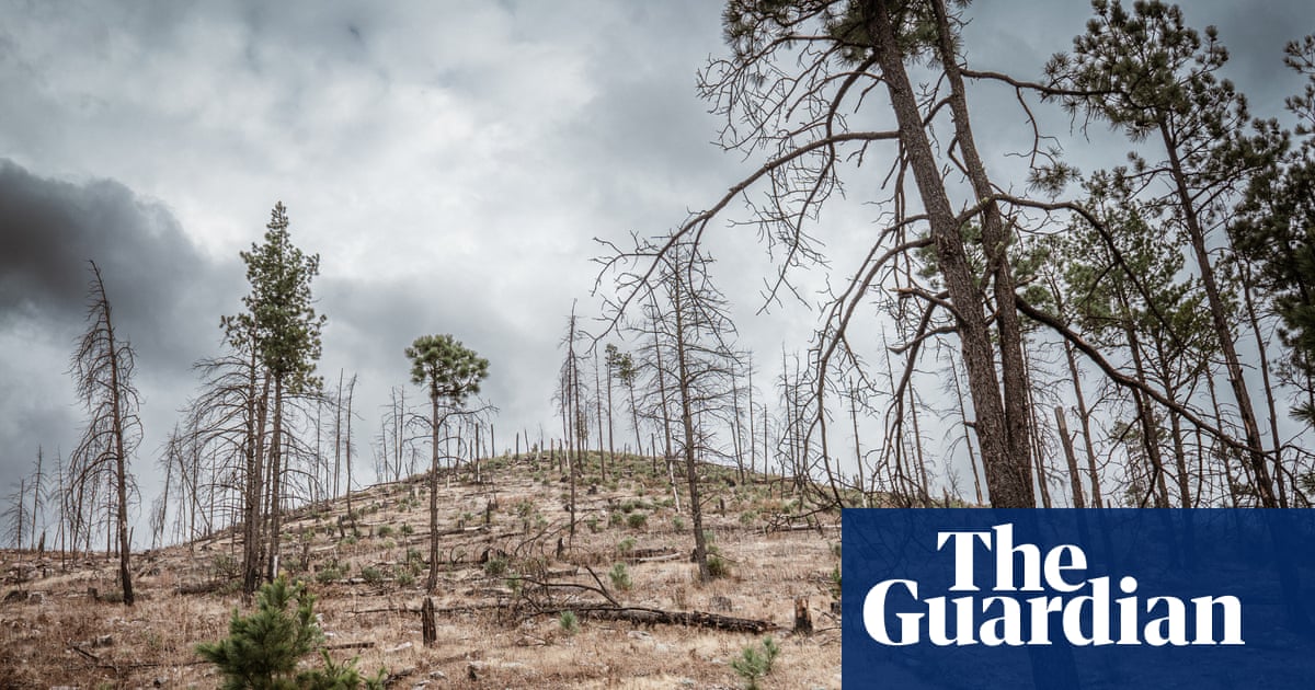 Logging, murder and money: can Mexico’s ancient forests be saved from the cartels? | Deforestation