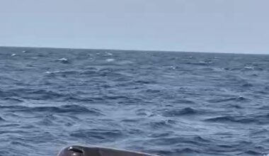 Sperm whale breach off Mallorca captured on video