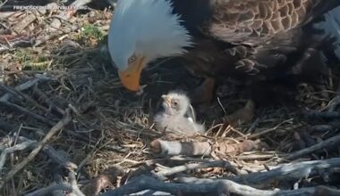 Jackie and Shadow's 2 new eaglets doing well, eating in their 1st days since hatching in Big Bear