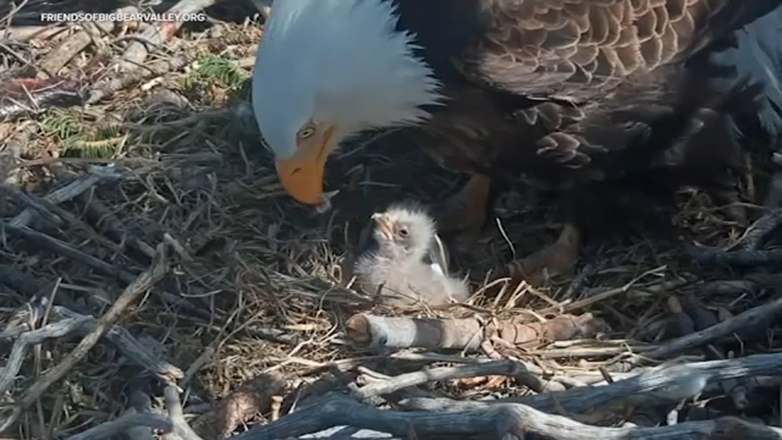 Jackie and Shadow's 2 new eaglets doing well, eating in their 1st days since hatching in Big Bear