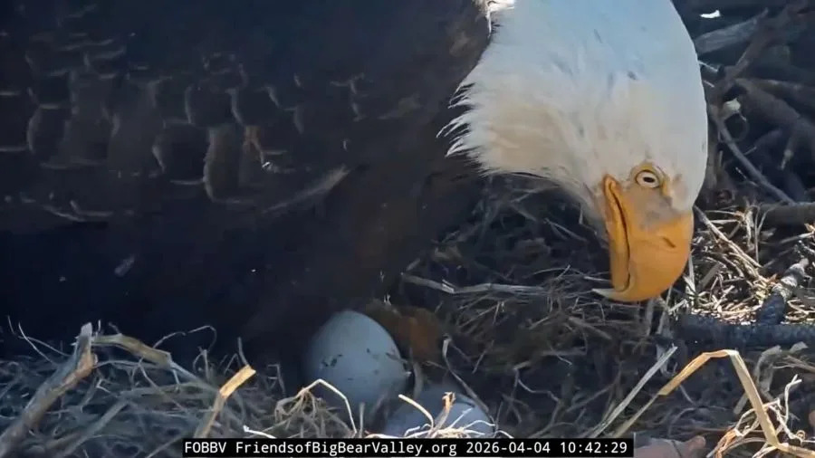 Bald eagle pair Jackie and Shadow stand over their nest as their first chick of the 2026 season begins to hatch in Big Bear.