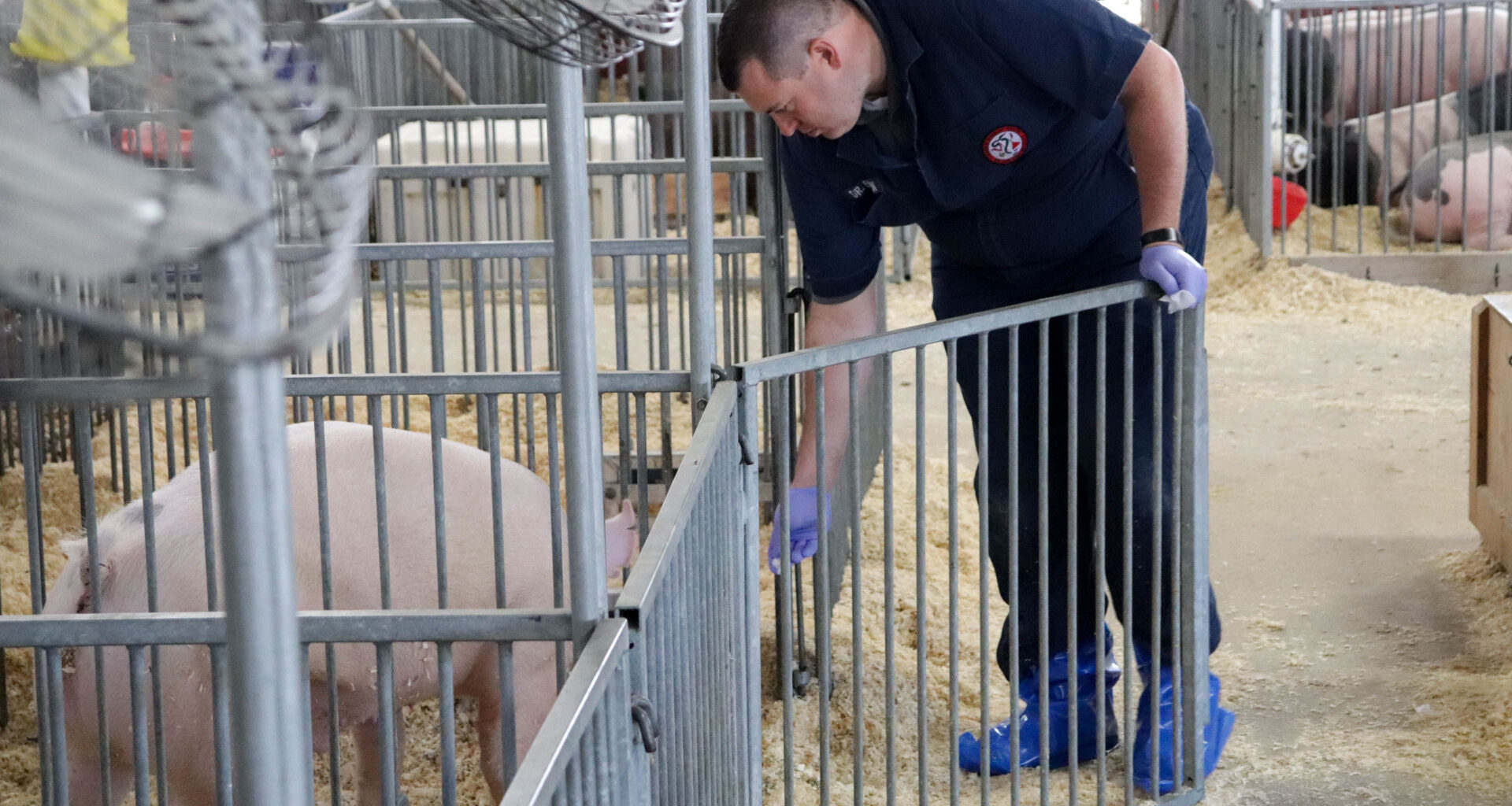 The influenza D viruses from pigs used in the study were collected as part of long-term surveillance for swine flu &ndash; a type A influenza virus &ndash; at county and state fairs led by co-author Andrew Bowman, professor of veterinary preventive medicine.
