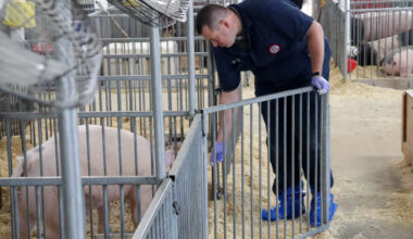 The influenza D viruses from pigs used in the study were collected as part of long-term surveillance for swine flu &ndash; a type A influenza virus &ndash; at county and state fairs led by co-author Andrew Bowman, professor of veterinary preventive medicine.