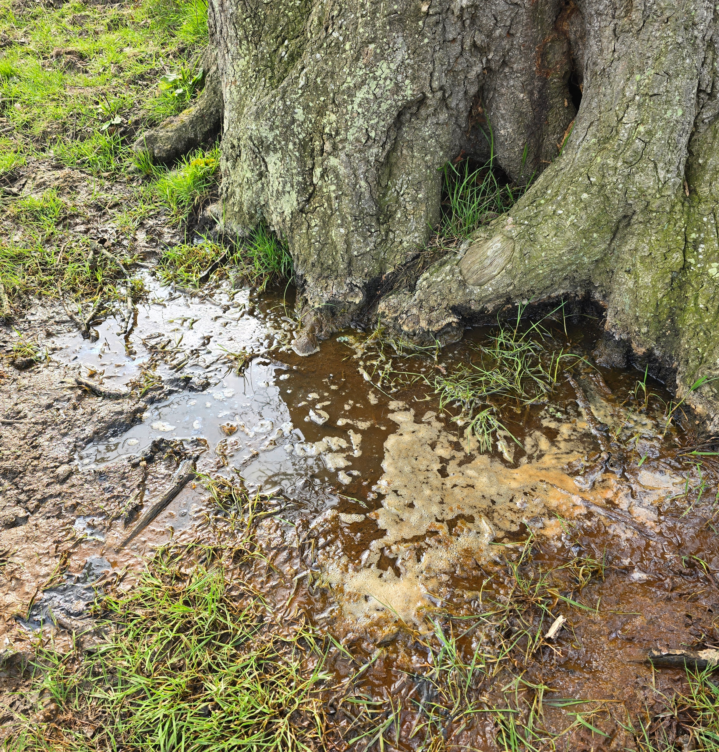 A waterlogged tree base with foamy water, green grass, and mud.