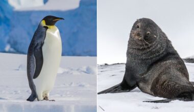 Emperor penguins and Antarctic fur seals have been driven to endangered status by a warming planet