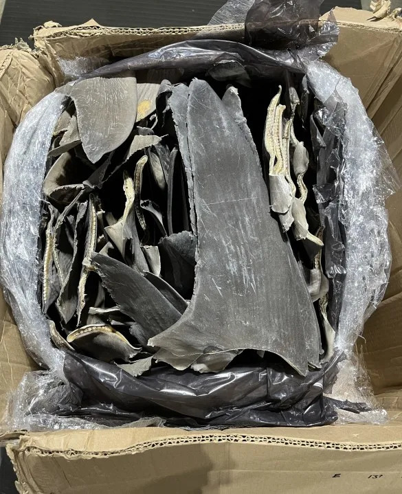Shark fins seized in Louisville, Ky. (USFWS)