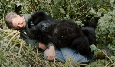 David Attenborough smuggled gorilla film out at gunpoint