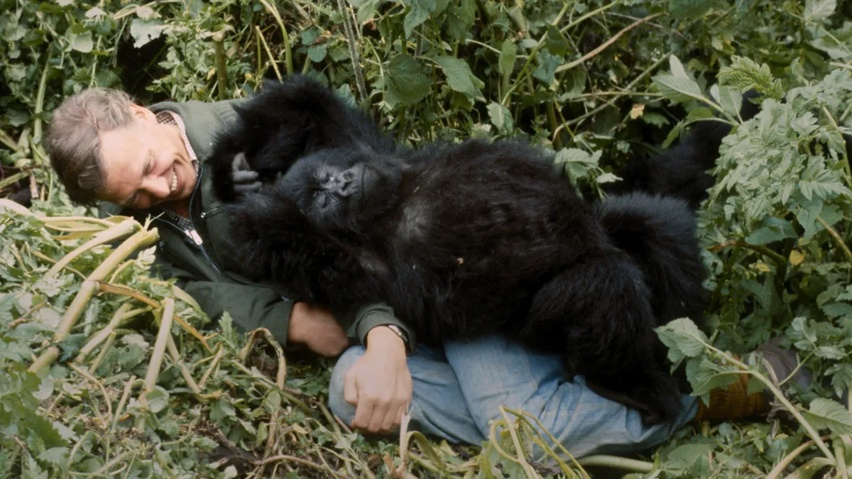 David Attenborough smuggled gorilla film out at gunpoint