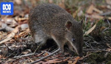 Endangered southern brown bandicoots bounce back at Brown Hill Creek