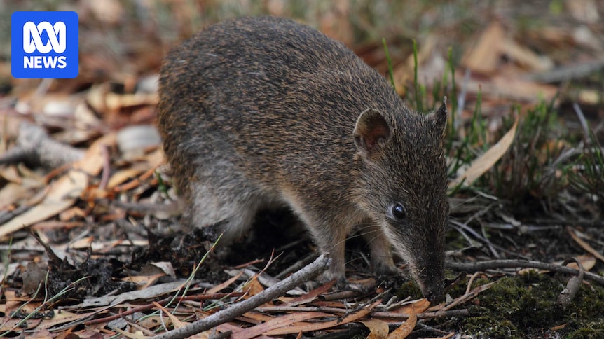 Endangered southern brown bandicoots bounce back at Brown Hill Creek
