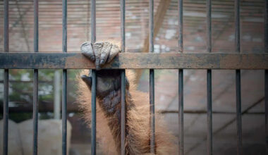 A 40-Year Audit Exposes How the Animal Trade Primes the Next Pandemic