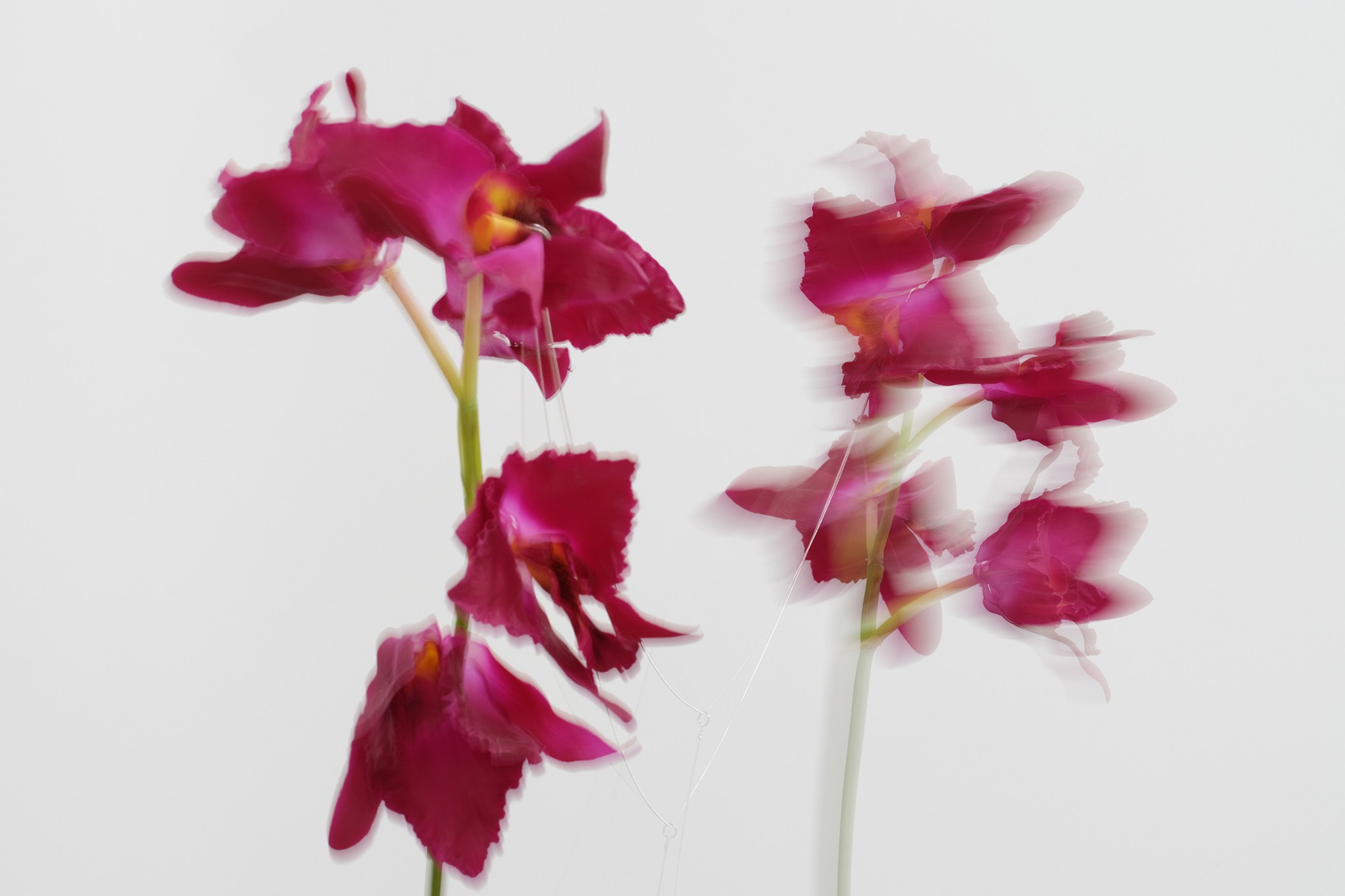 Two artificial orchids swinging past each other in a motion blur.