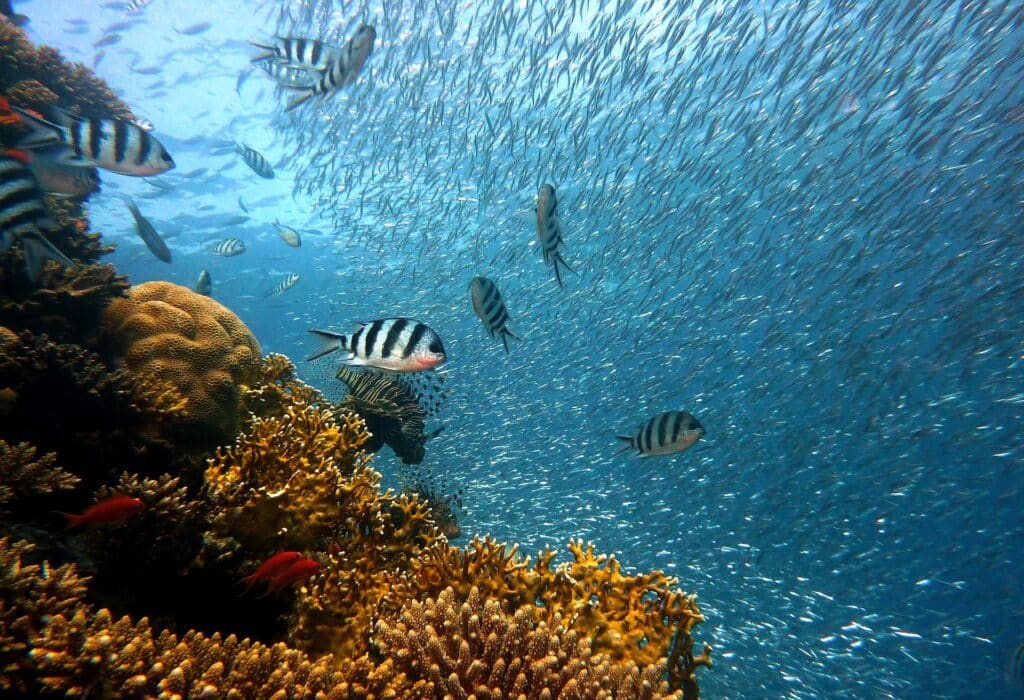 Coral reef with fish