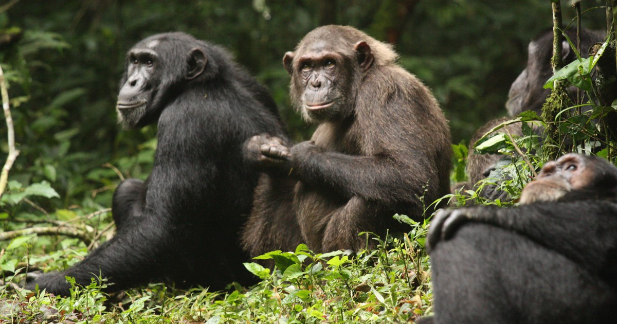 19 infant chimps killed in infighting, study finds
