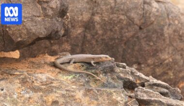 Australia's rarest reptile, the kungaka skink, found in far west NSW national park