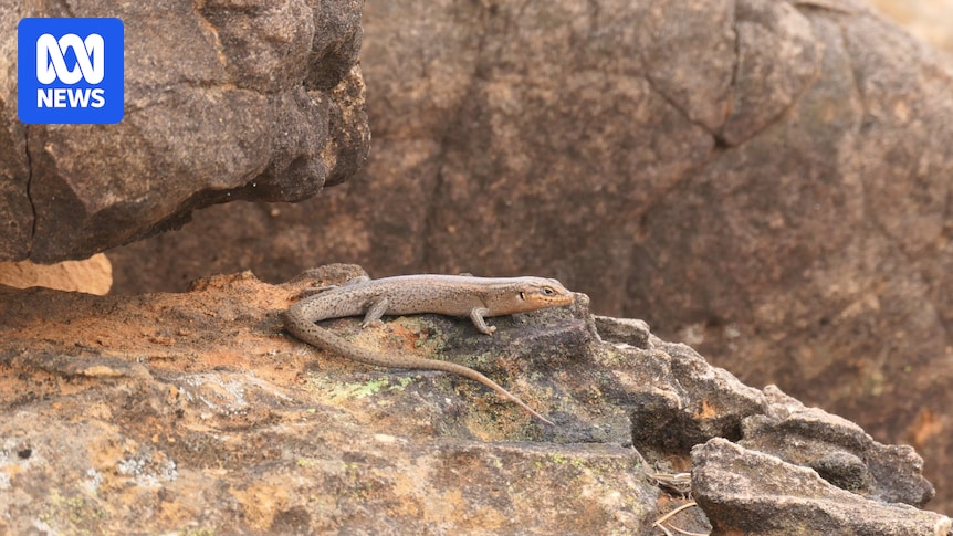 Australia's rarest reptile, the kungaka skink, found in far west NSW national park