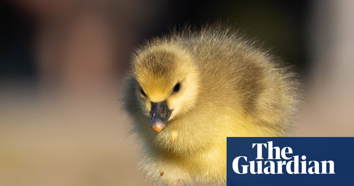 Week in wildlife: Puffin rescue and a gosling’s first gander - The Guardian