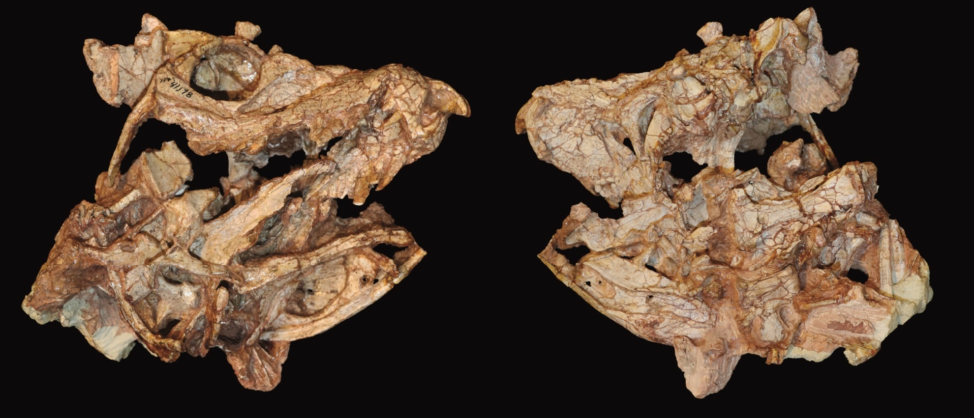 Two brown animal skulls face each other against a dark background.