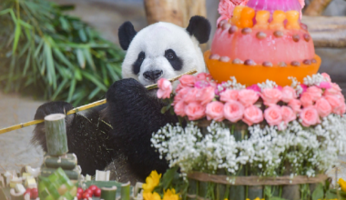 Live: Seize the day with panda brothers Gong Gong and Shun Shun