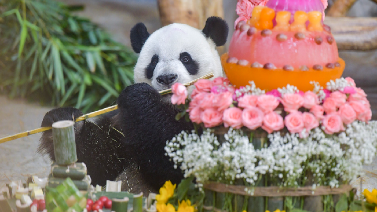 Live: Seize the day with panda brothers Gong Gong and Shun Shun