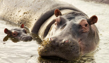 Yahoo lifestyle home