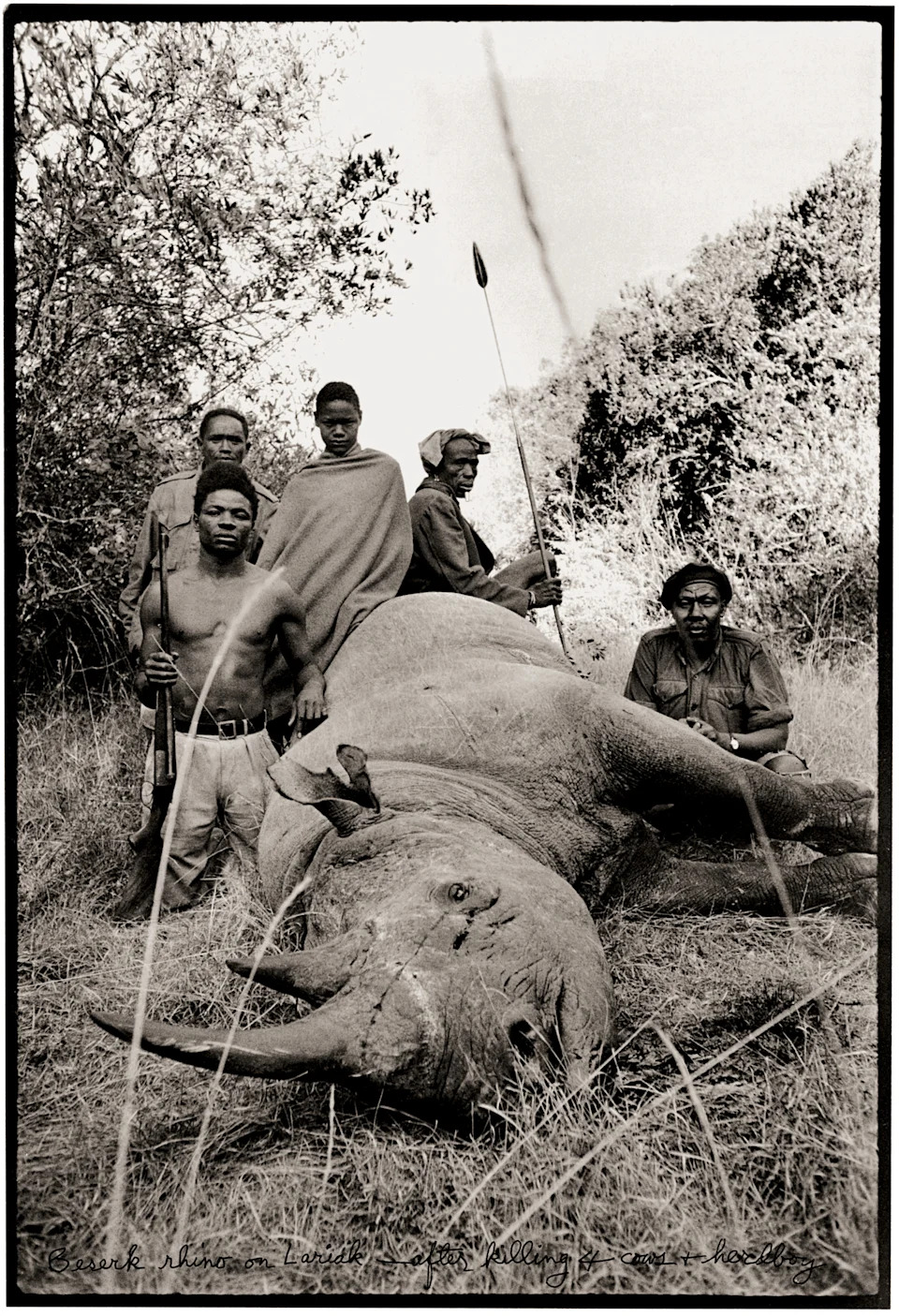 A black-and-white photograph of five men standing or kneeling behind the large carcass of a fallen rhinoceros in the brush.